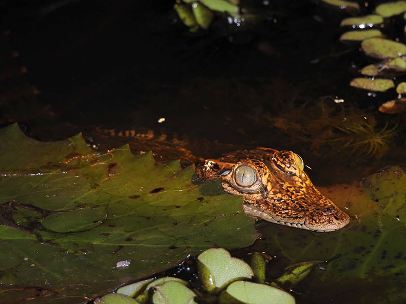 Apakah Buaya Siam dan Buaya Badas Hitam Jenis yang Sama?