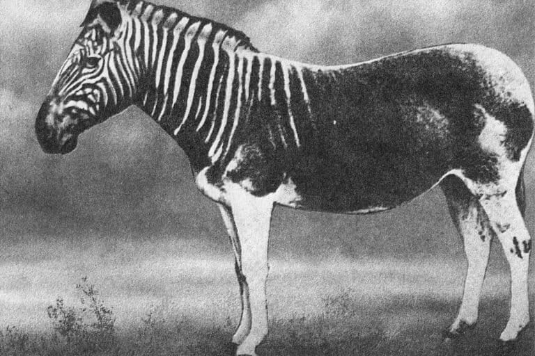 Bukan Zebra Biasa, Bukan Pula Kuda: Kisah Tragis Quagga di Ujung Afrika