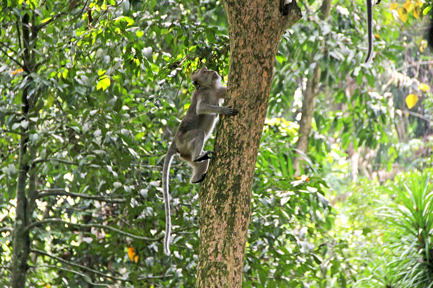 Apakah Monyet Ekor Panjang Baik-baik Saja di Habitatnya?