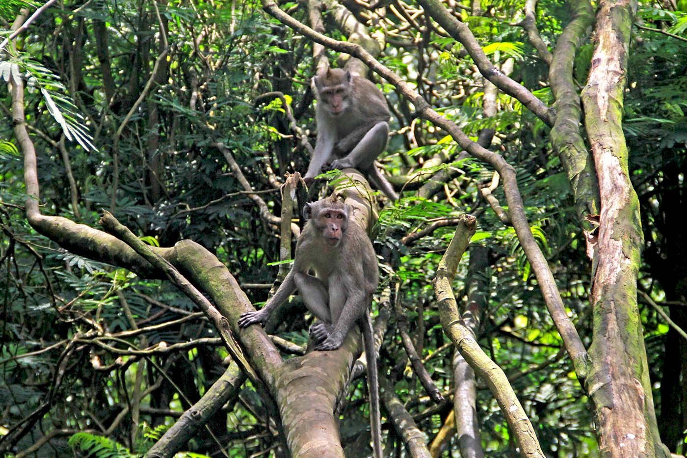 Apakah Monyet Ekor Panjang Baik-baik Saja di Habitatnya?