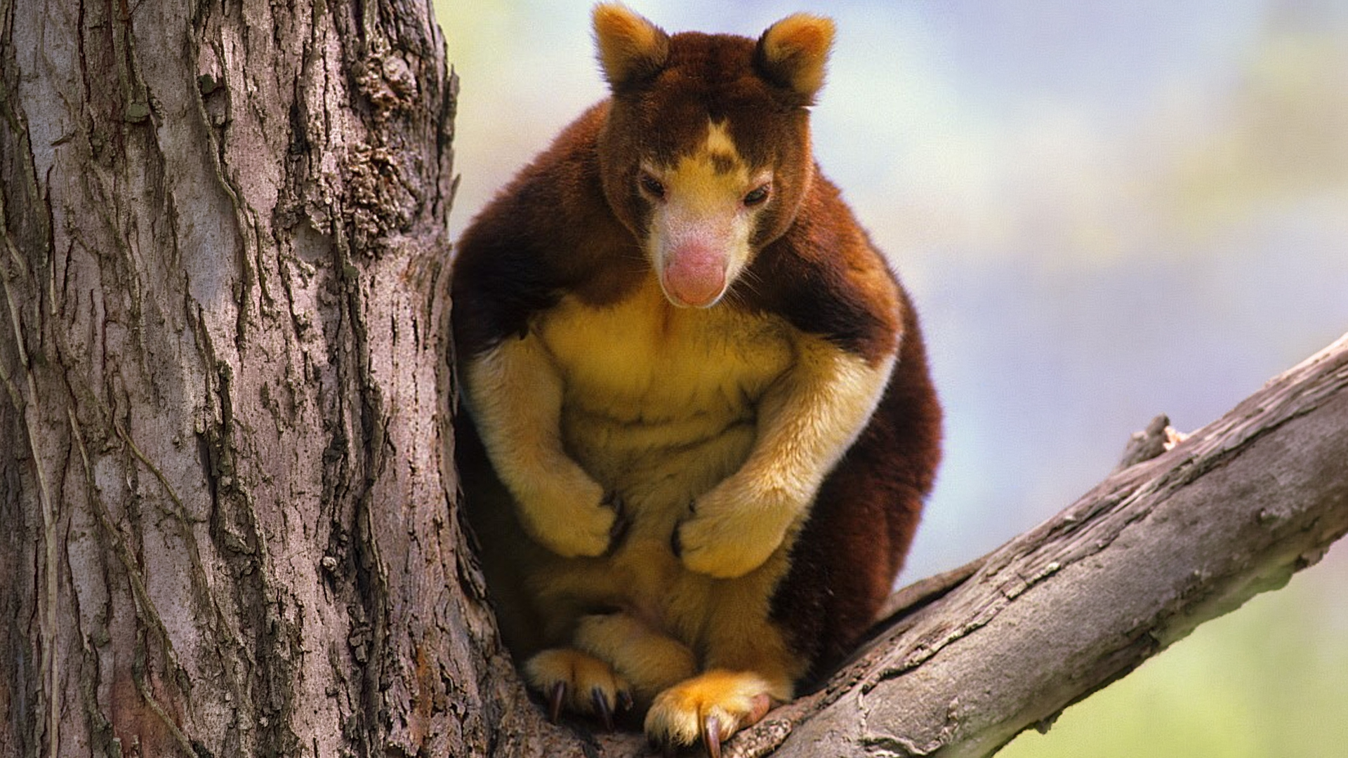 Hutan Papua, Rumah Besar Kanguru Pohon