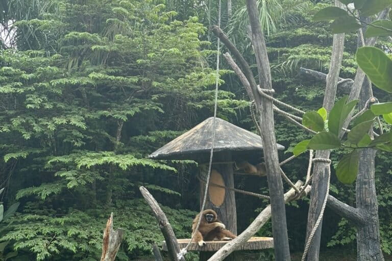 Ketika Satwa Mati Lagi di Kebun Binatang R Zoo