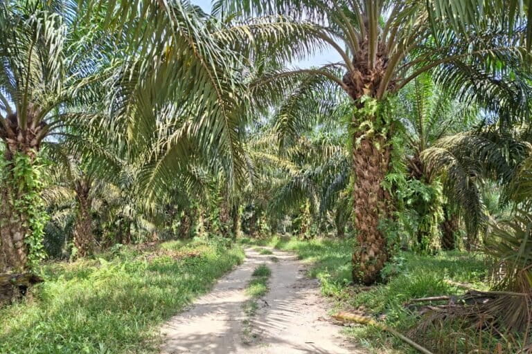 Warga Tesso Nilo Enggan Relokasi, Pemerintah Masih Cari Lahan Pengganti