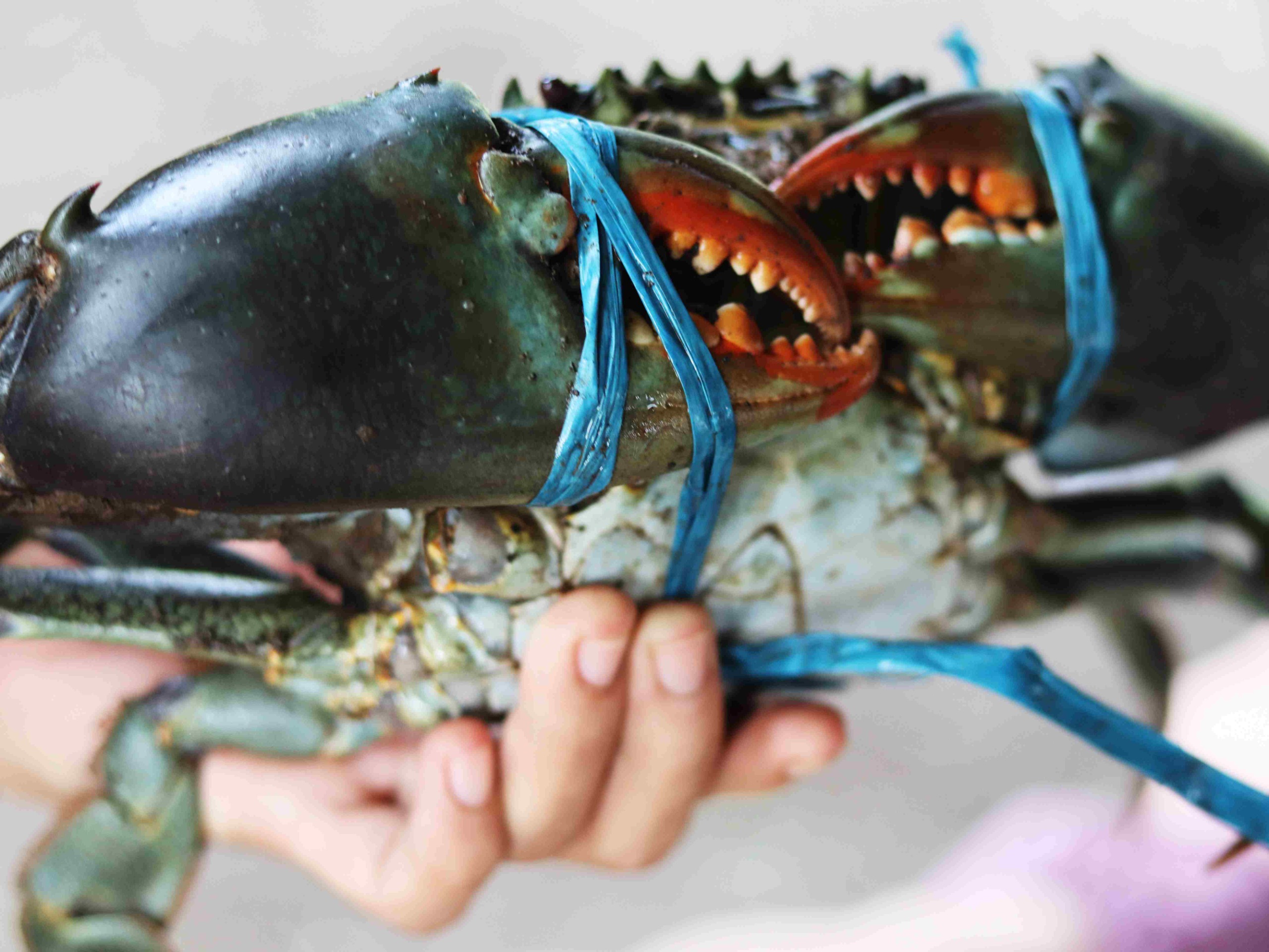 Nasib Kepiting Bakau Lombok di Tengah Himpitan Tambak