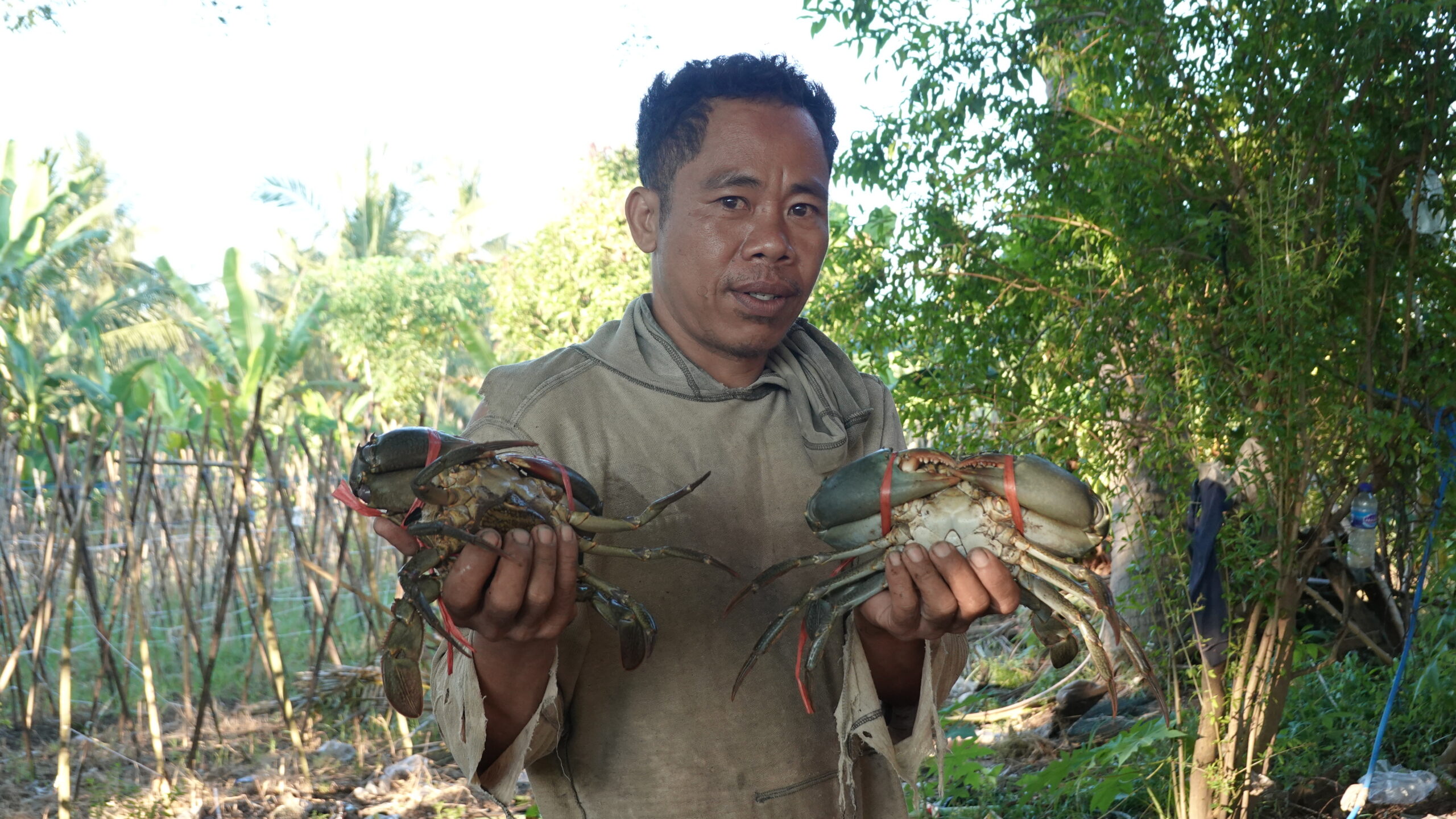 Nasib Kepiting Bakau Lombok di Tengah Himpitan Tambak