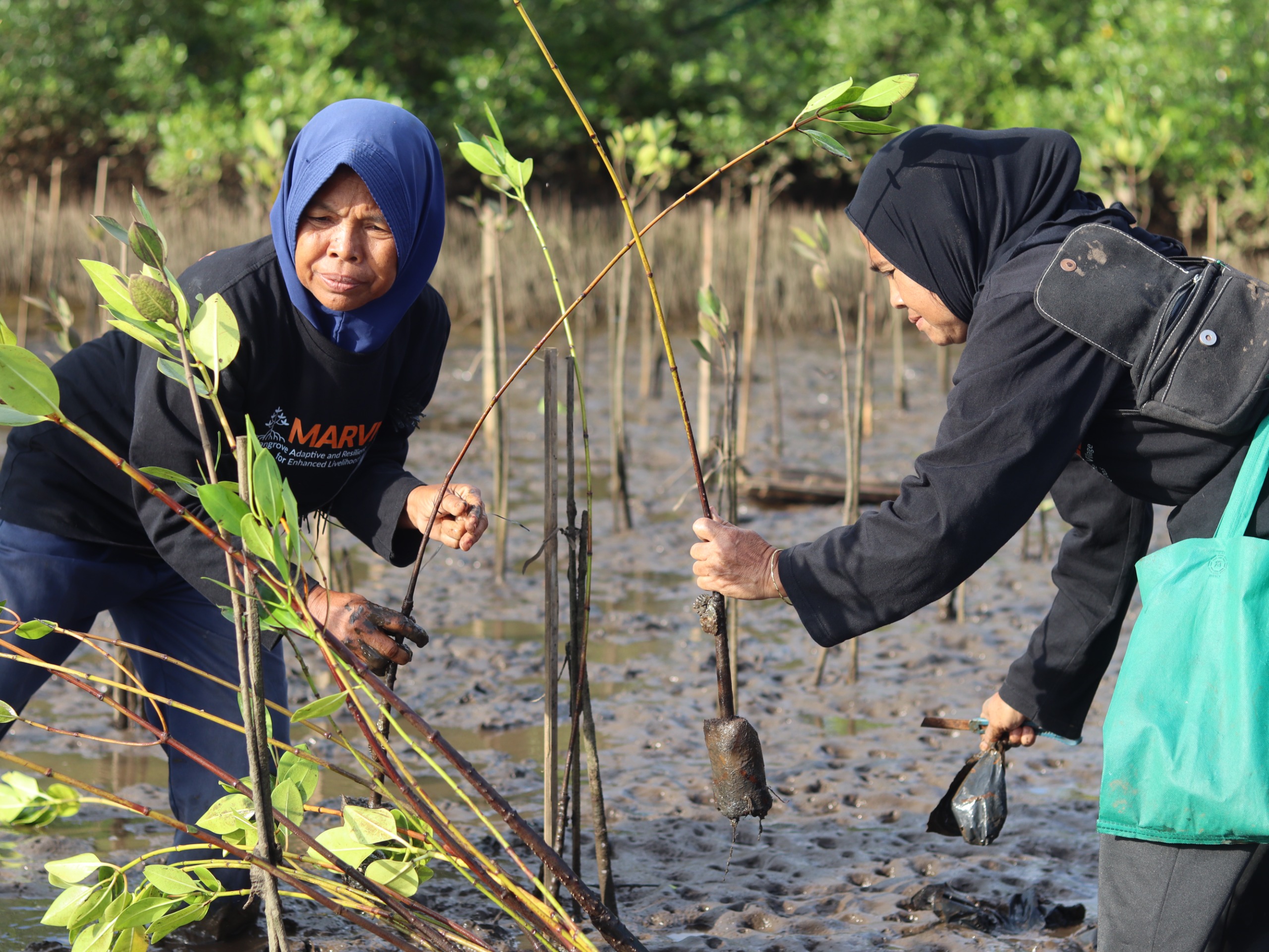 Nasib Kepiting Bakau Lombok di Tengah Himpitan Tambak