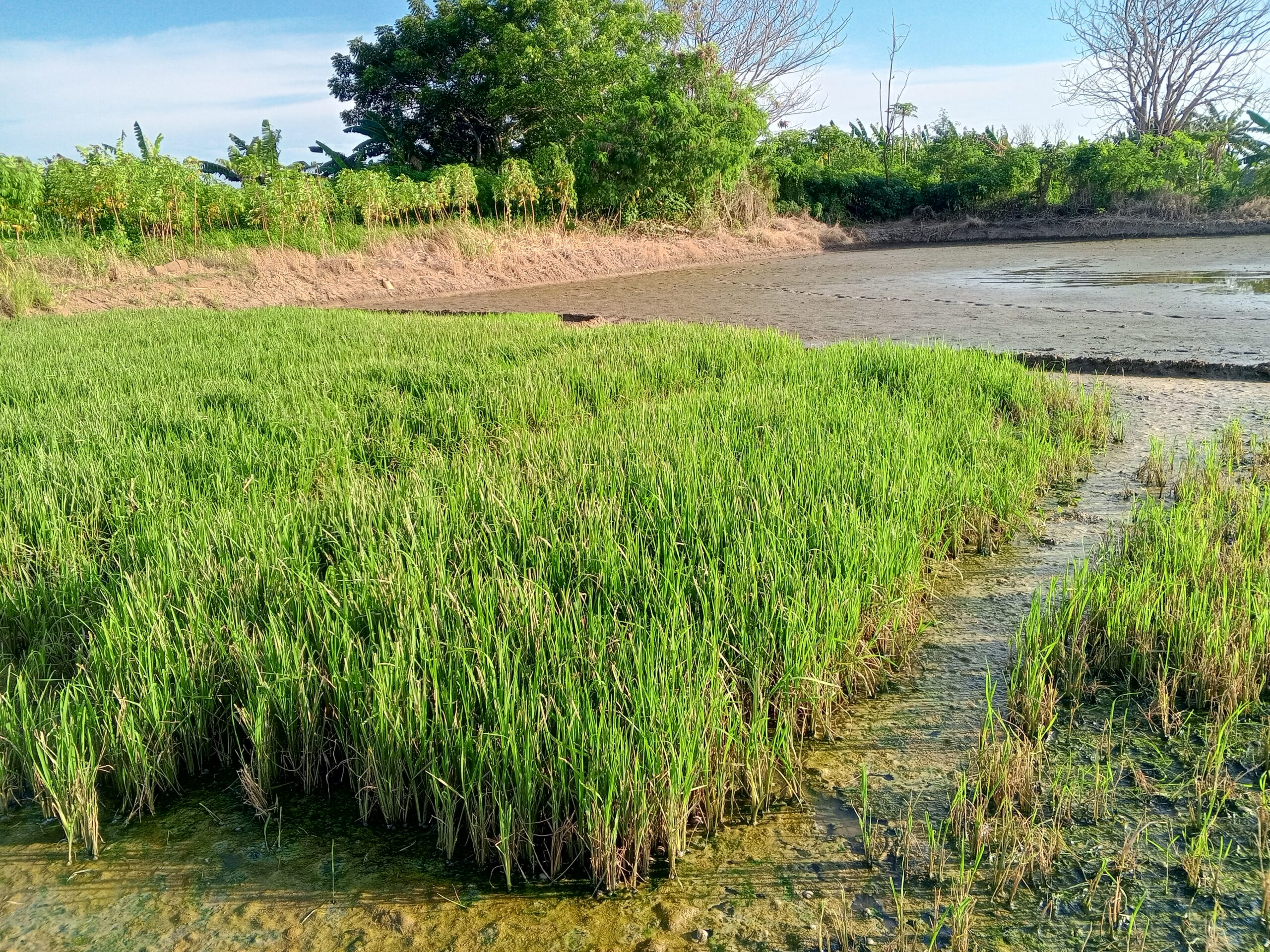 Petani Kian Limbung Ketika Limbah Cemari Sungai Ciujung