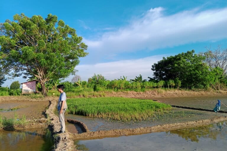 Sawah milik Jarnudi yang baru saja terendam banjir.