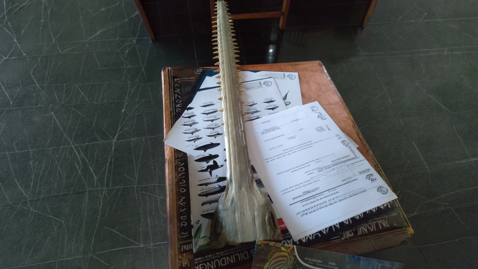 Opini: Nasib Pari Gergaji di Hari Bumi