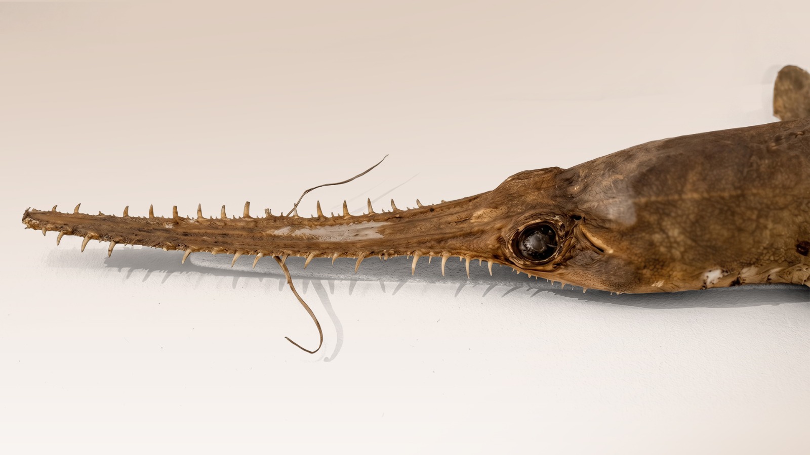 Opini: Nasib Pari Gergaji di Hari Bumi