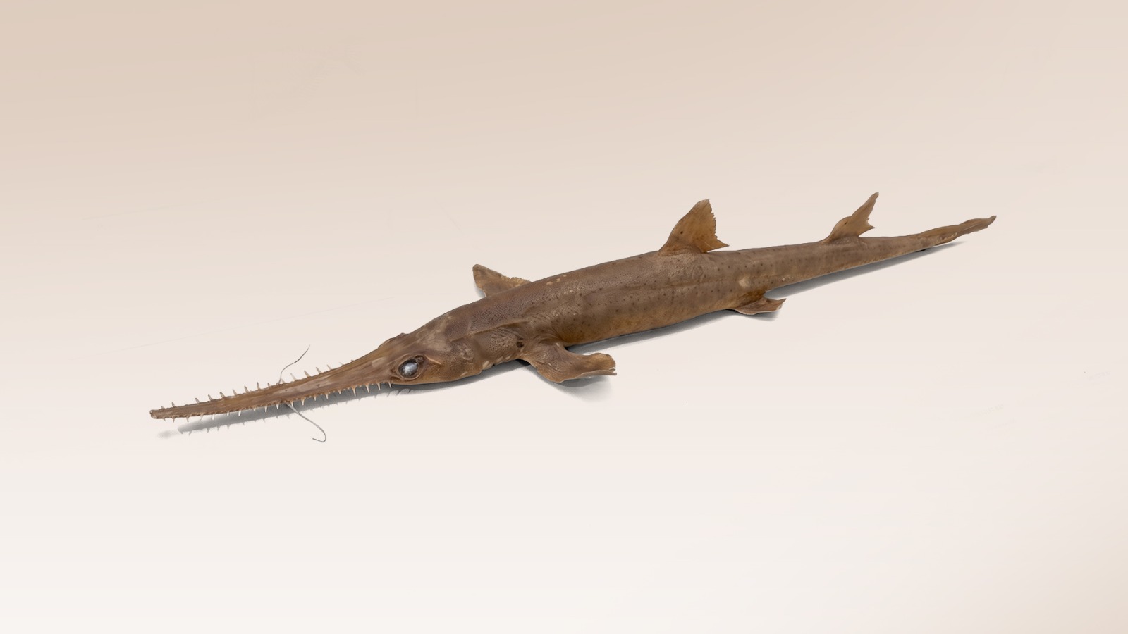 Opini: Nasib Pari Gergaji di Hari Bumi