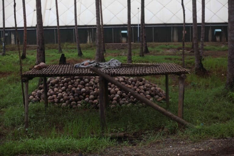 Nasib Hutan Sagu Ketika Industri Nikel Masuk Pulau Obi [1]