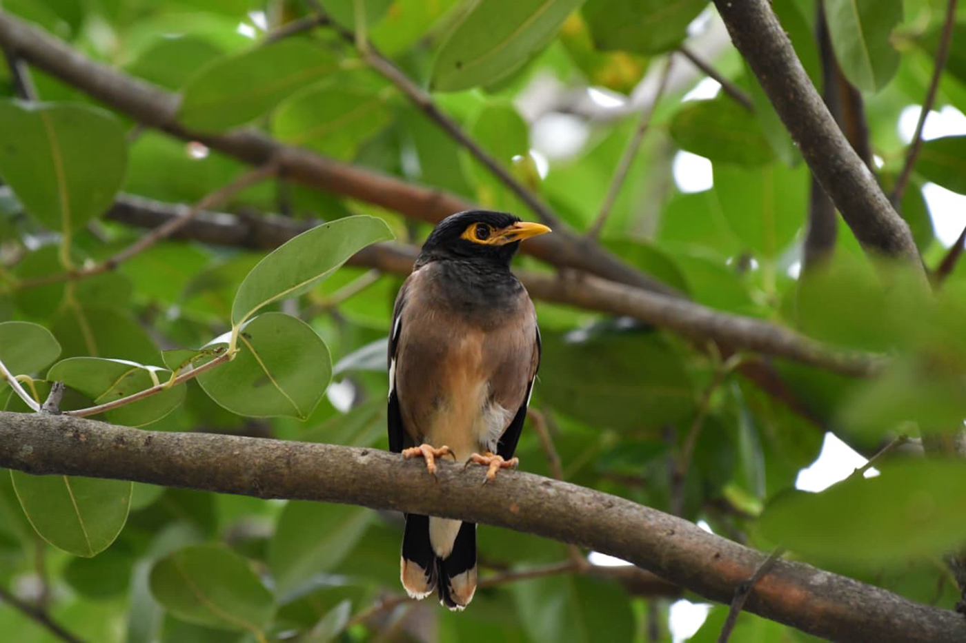Kerak Ungu, Spesies Invasif yang Kian Akrab di Jakarta