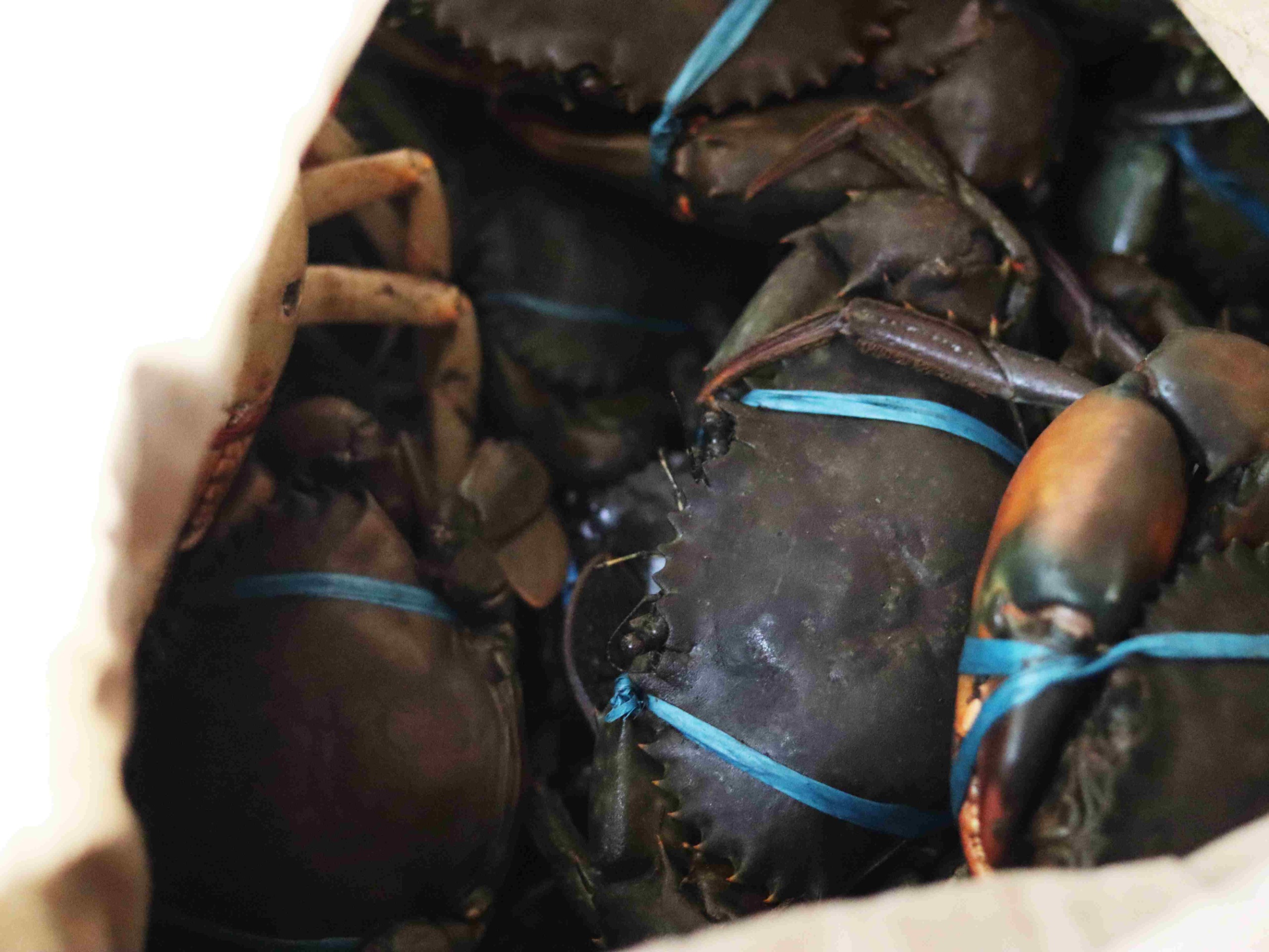 Hidupi Warga Pesisir Lombok, Mengapa Kepiting Bakau Minim Perhatian?