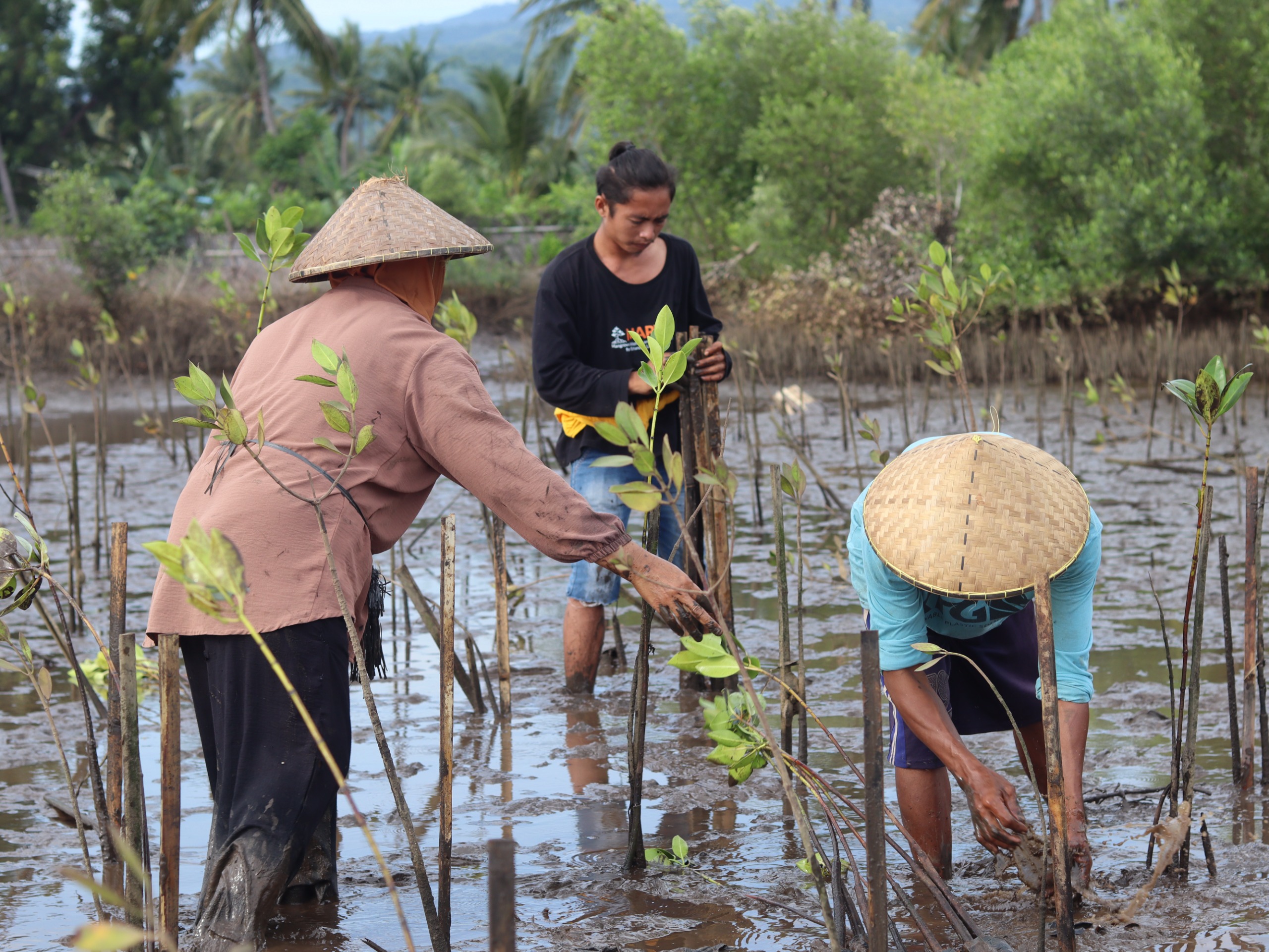 Hidupi Warga Pesisir Lombok, Mengapa Kepiting Bakau Minim Perhatian?