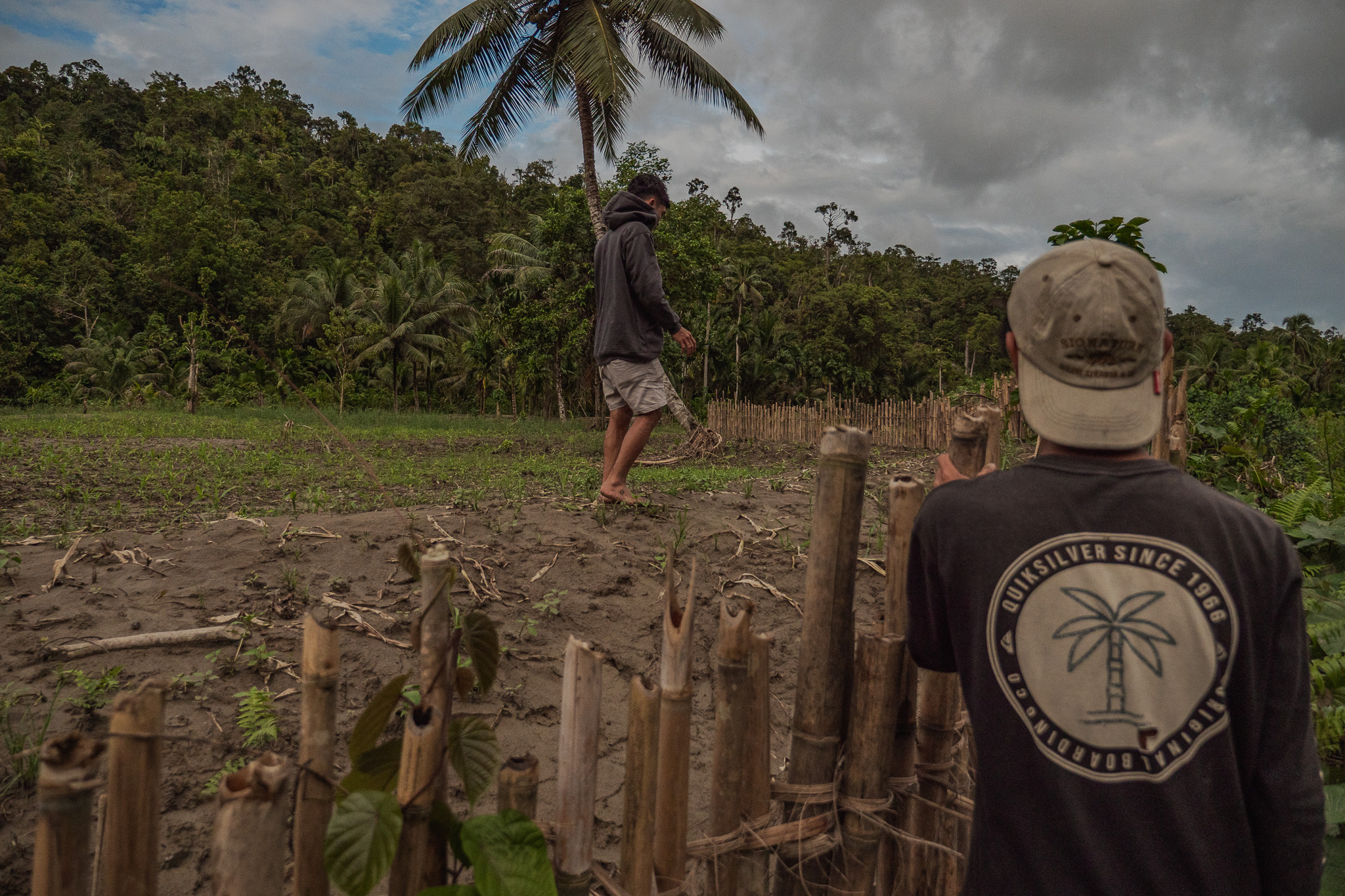 Nasib Petani Ketika Program Tanam Jagung Masuk Mentawai