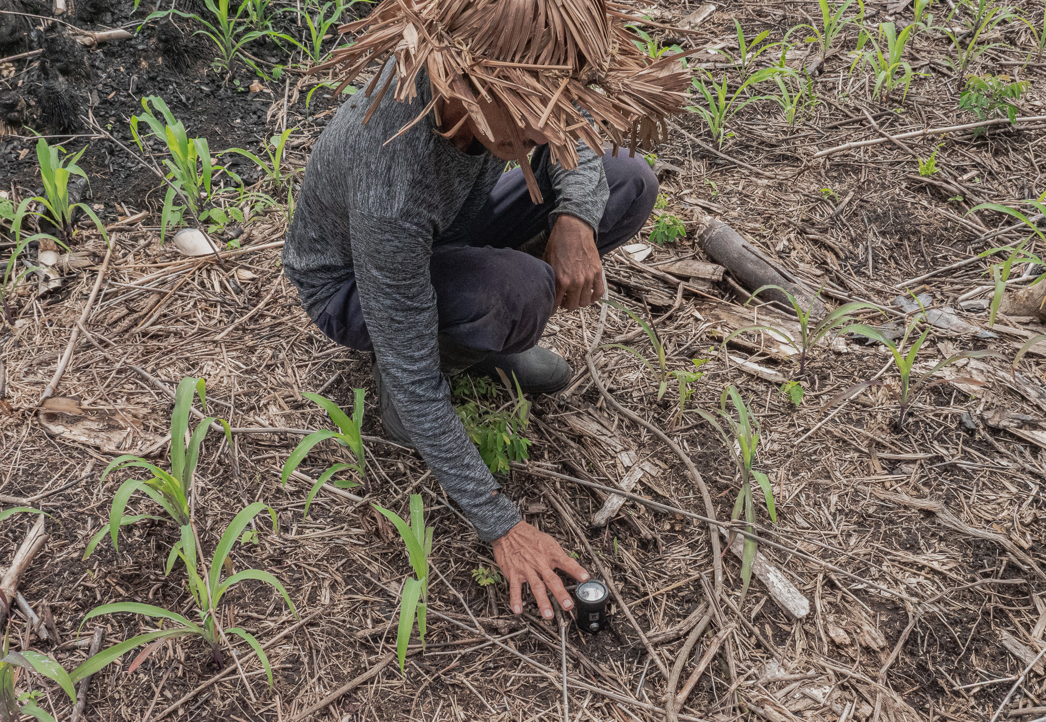 Nasib Petani Ketika Program Tanam Jagung Masuk Mentawai