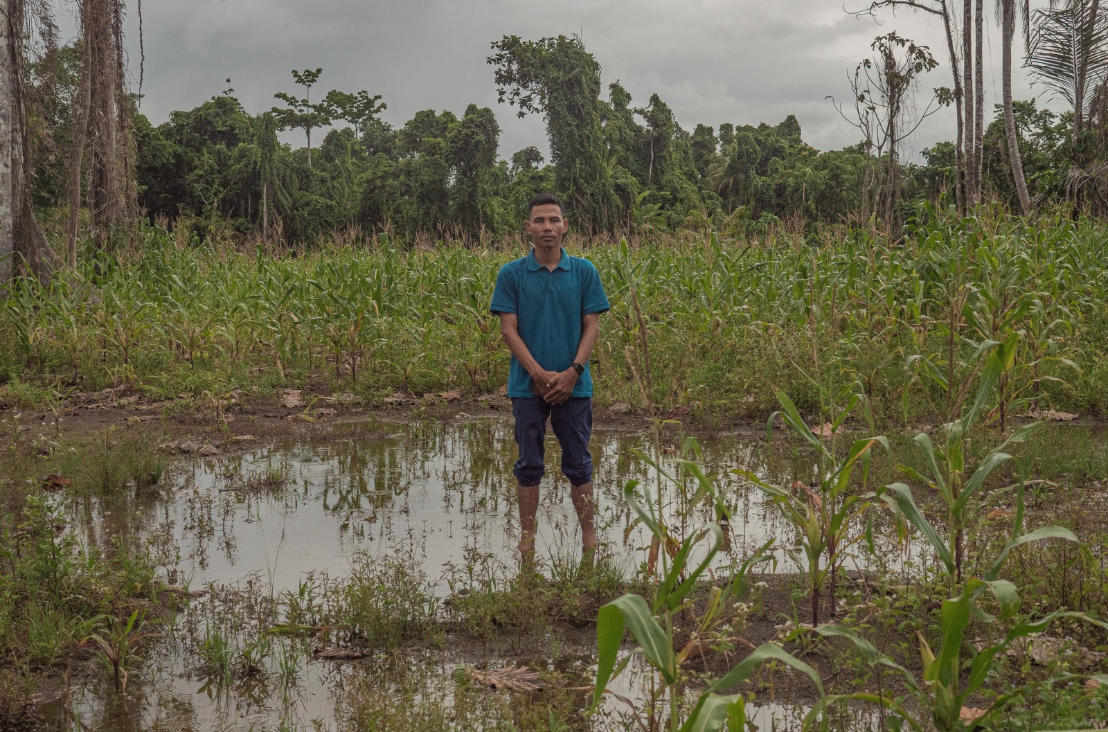 Nasib Petani Ketika Program Tanam Jagung Masuk Mentawai
