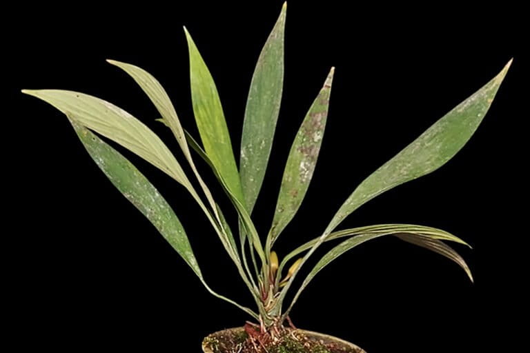 Tiga Spesies Baru Homalomena Ditemukan di Hutan Sumatera