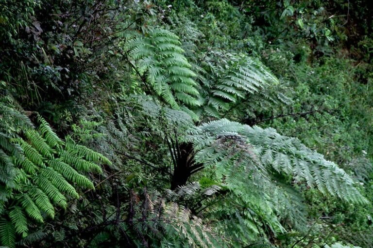 Pakis Ekor Monyet, Tumbuhan Unik di Gunung Muria