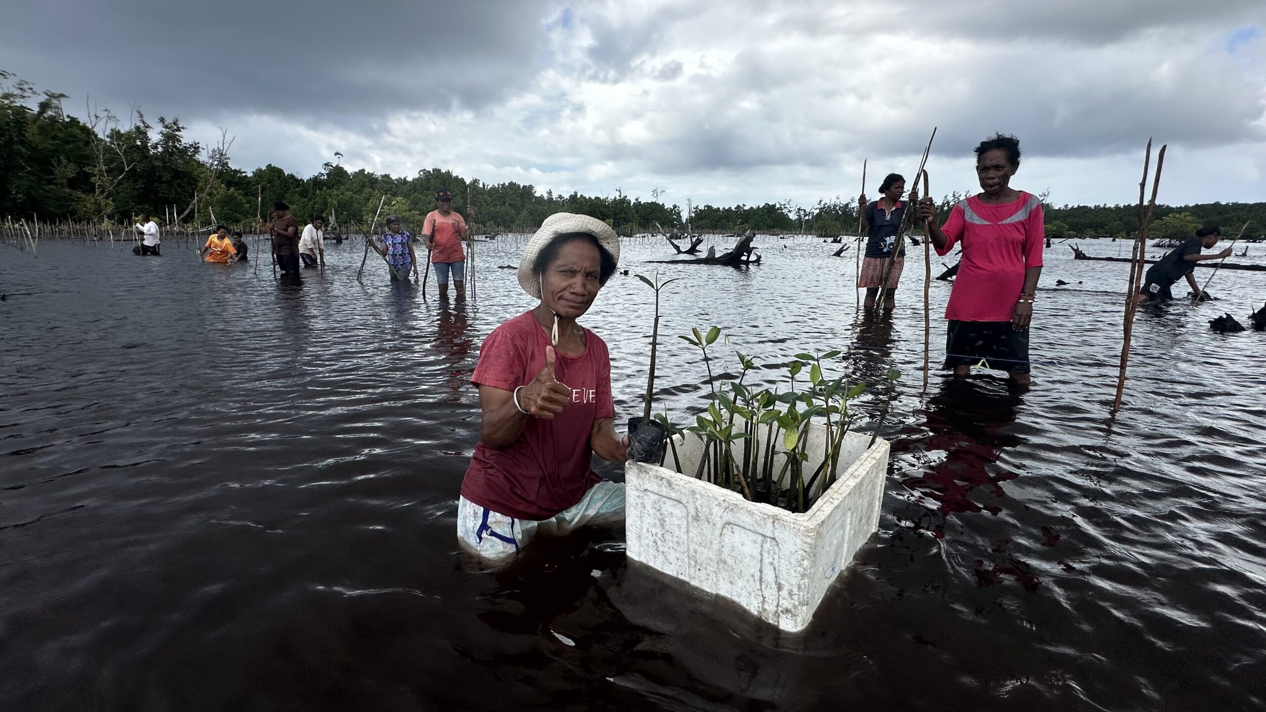 Gerakan Tanam Mangrove di Biak: Peran Mama-Mama dan Ingatan Tsunami 1996