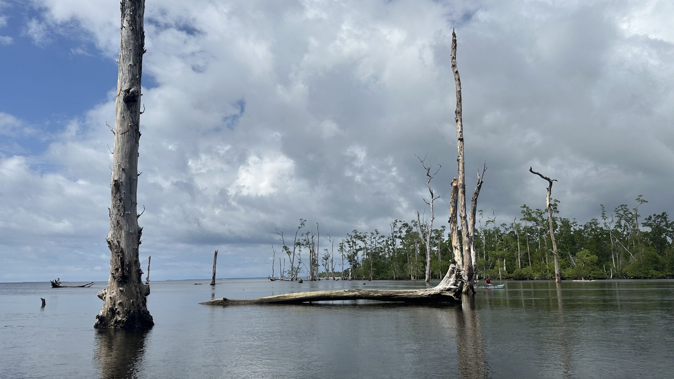 Gerakan Tanam Mangrove di Biak: Peran Mama-Mama dan Ingatan Tsunami 1996