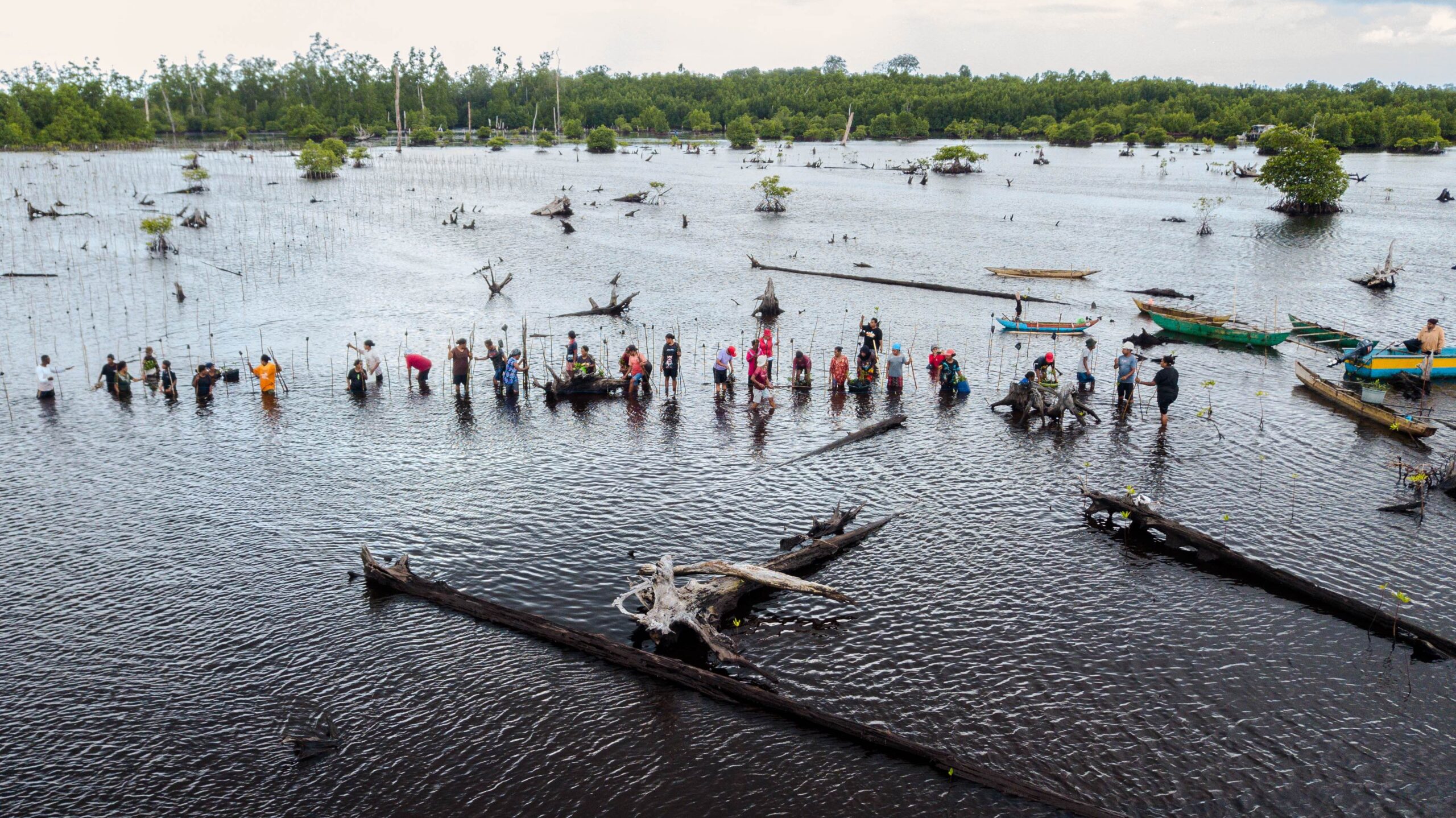 Gerakan Tanam Mangrove di Biak: Peran Mama-Mama dan Ingatan Tsunami 1996