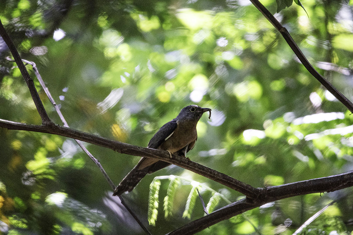 Plantive Cuckoo atau wiwik kelabu di Rawa Singkil (3)