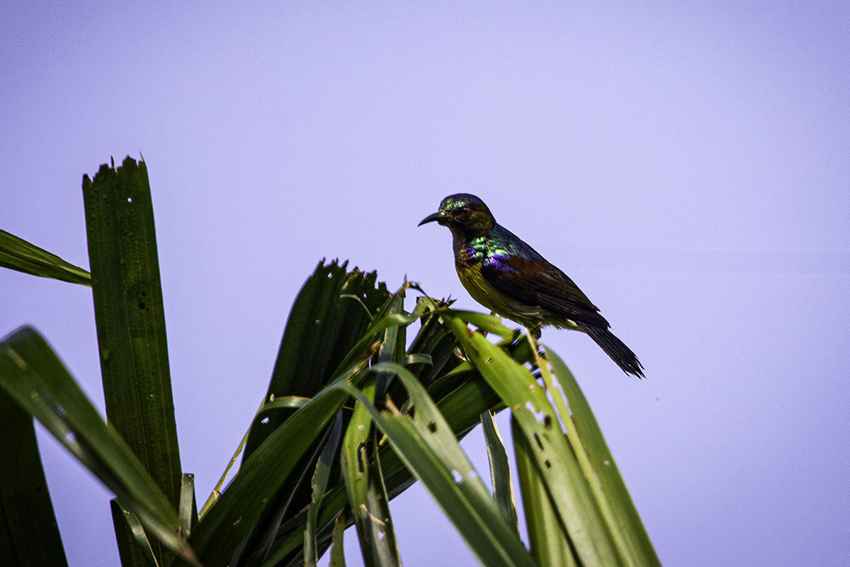 Brown Throated sunbur atau madu kelapa