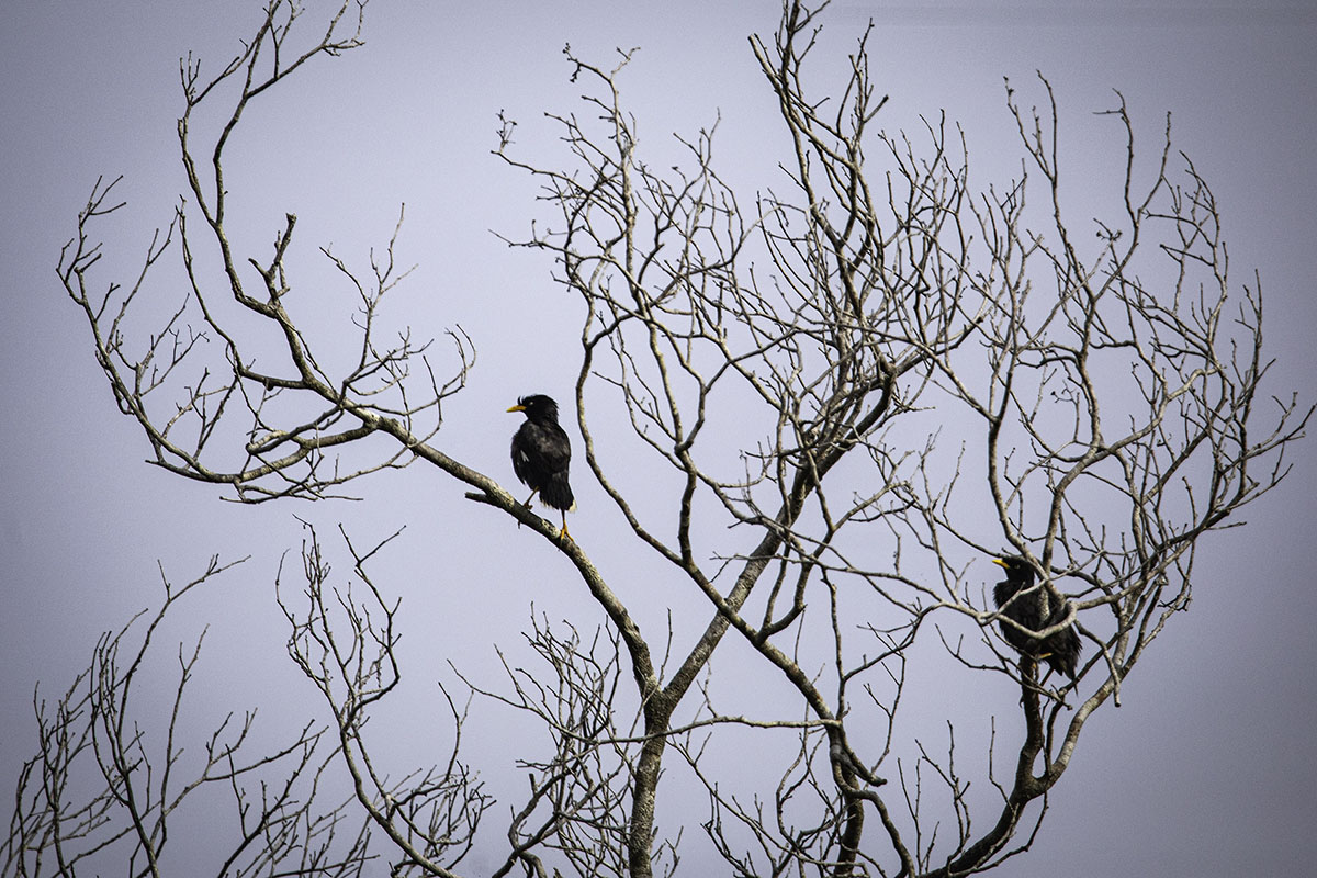 Burung- burung di Rawa Singkil (7)