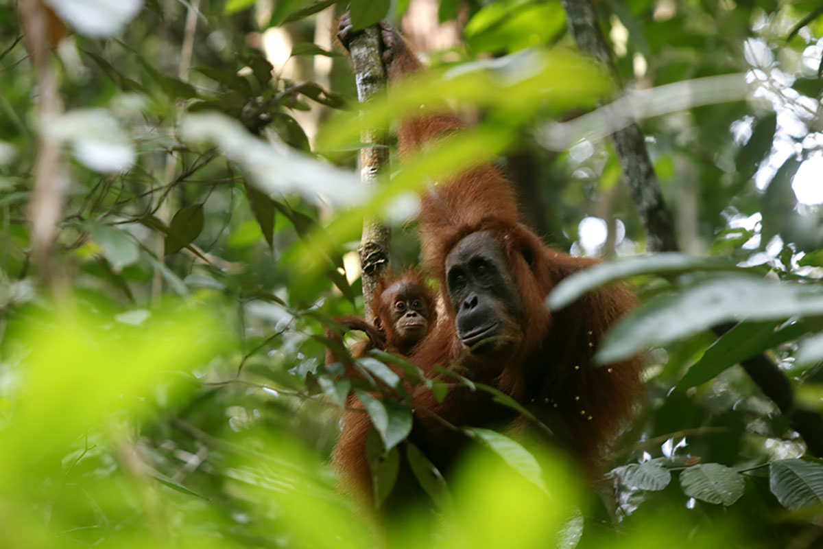 Orangutan sumatera bersama bayi