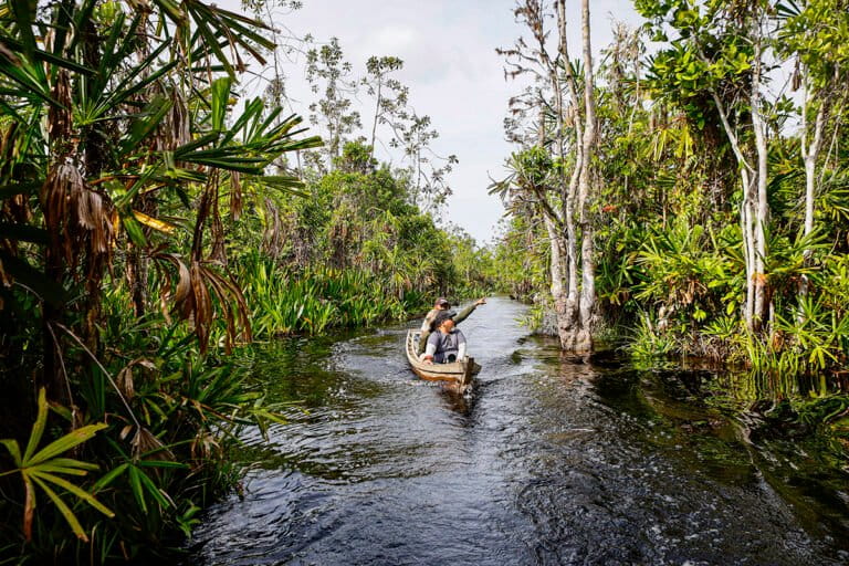 Bukan Hanya Orangutan, Rawa Singkil juga Habitat Burung Liar