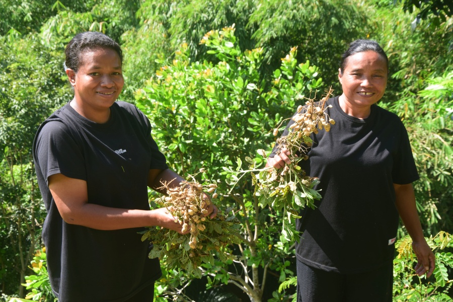 Upaya Mama-mama Manggarai Berdaulat Pangan sampai Konservasi Lahan
