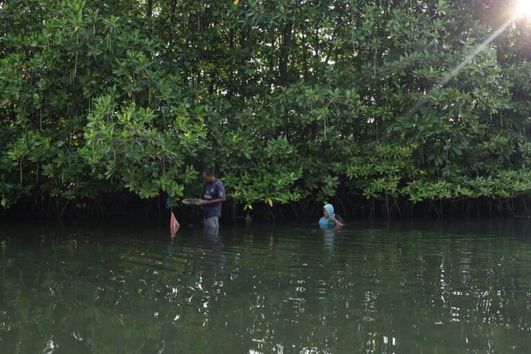 Sepasang suami istri mencari cue yakni siput air tawar atau kerang-kerangan (Faunus ater) di area pohon bakau hitam (Rhizophora mucronata) yang berada di Alue Naga, Syiah Kuala, Kota Banda Aceh. Foto: Nurul Hasanah/Mongabay Indonesia