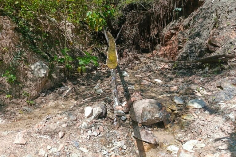 Sumber air yang dimanfaatkan oleh masyarakat Boti Dalam untuk kebutuhan rumah tangga dan memberi minum ternak. Foto: Mario Sara/ Mongabay Indonesia