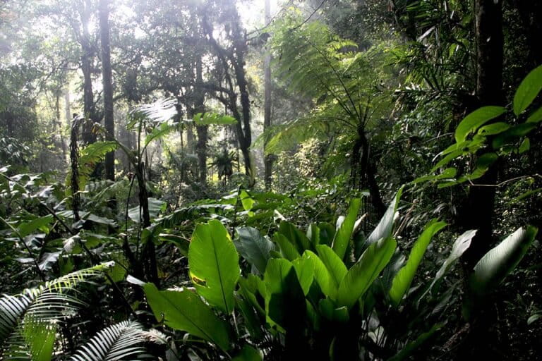 Ambu Halimun, Menjaga Habitat Owa Jawa dengan Ecoprint