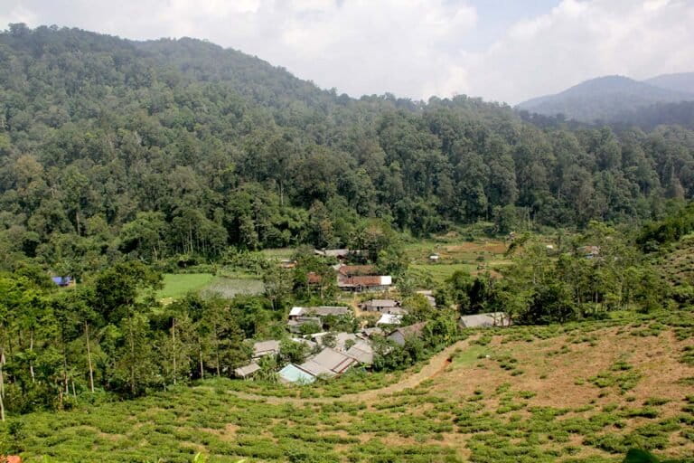 Ambu Halimun, Menjaga Habitat Owa Jawa dengan Ecoprint