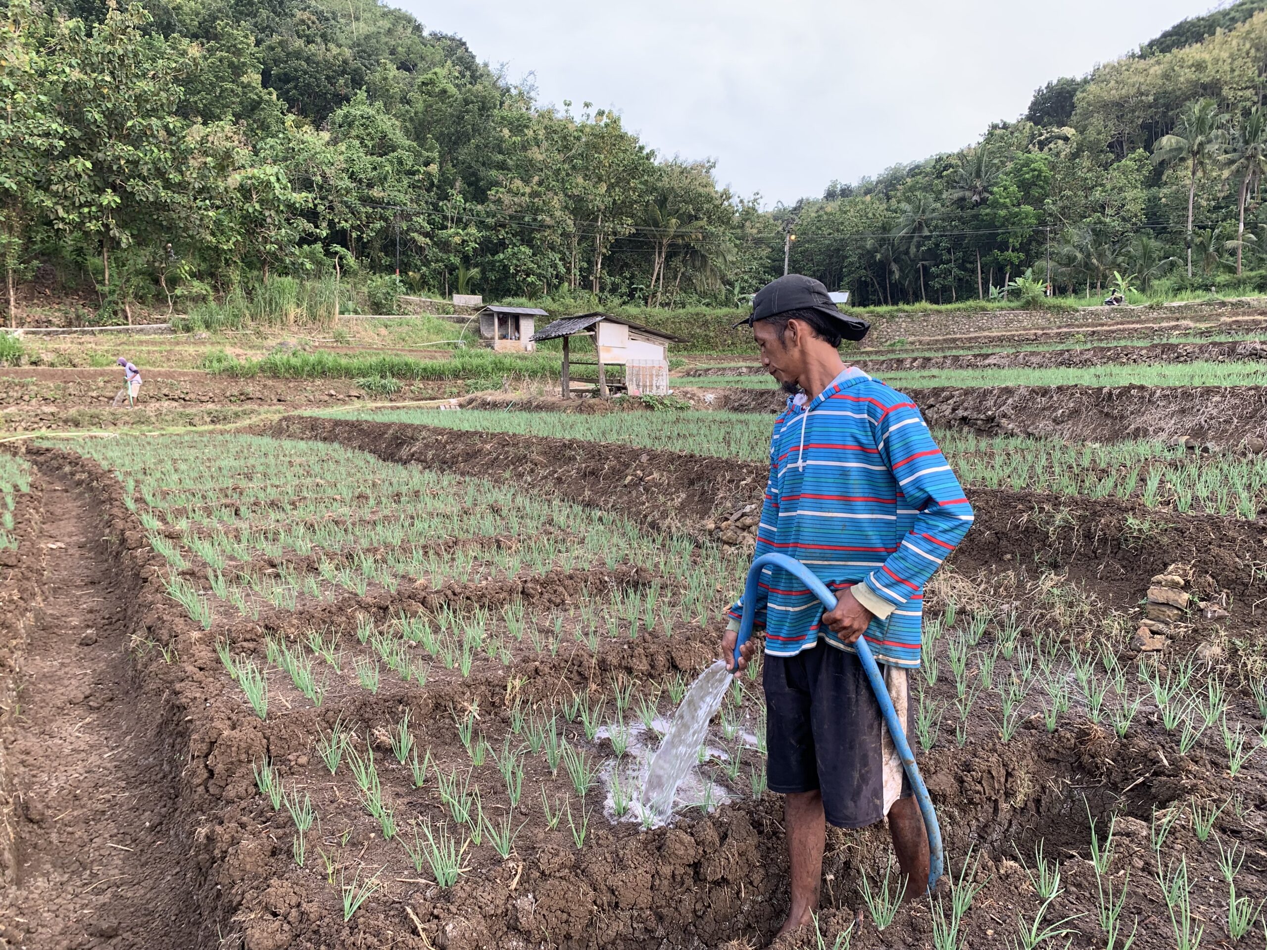 Embung Hujan, Cara Petani Bantul Hadapi Kekeringan