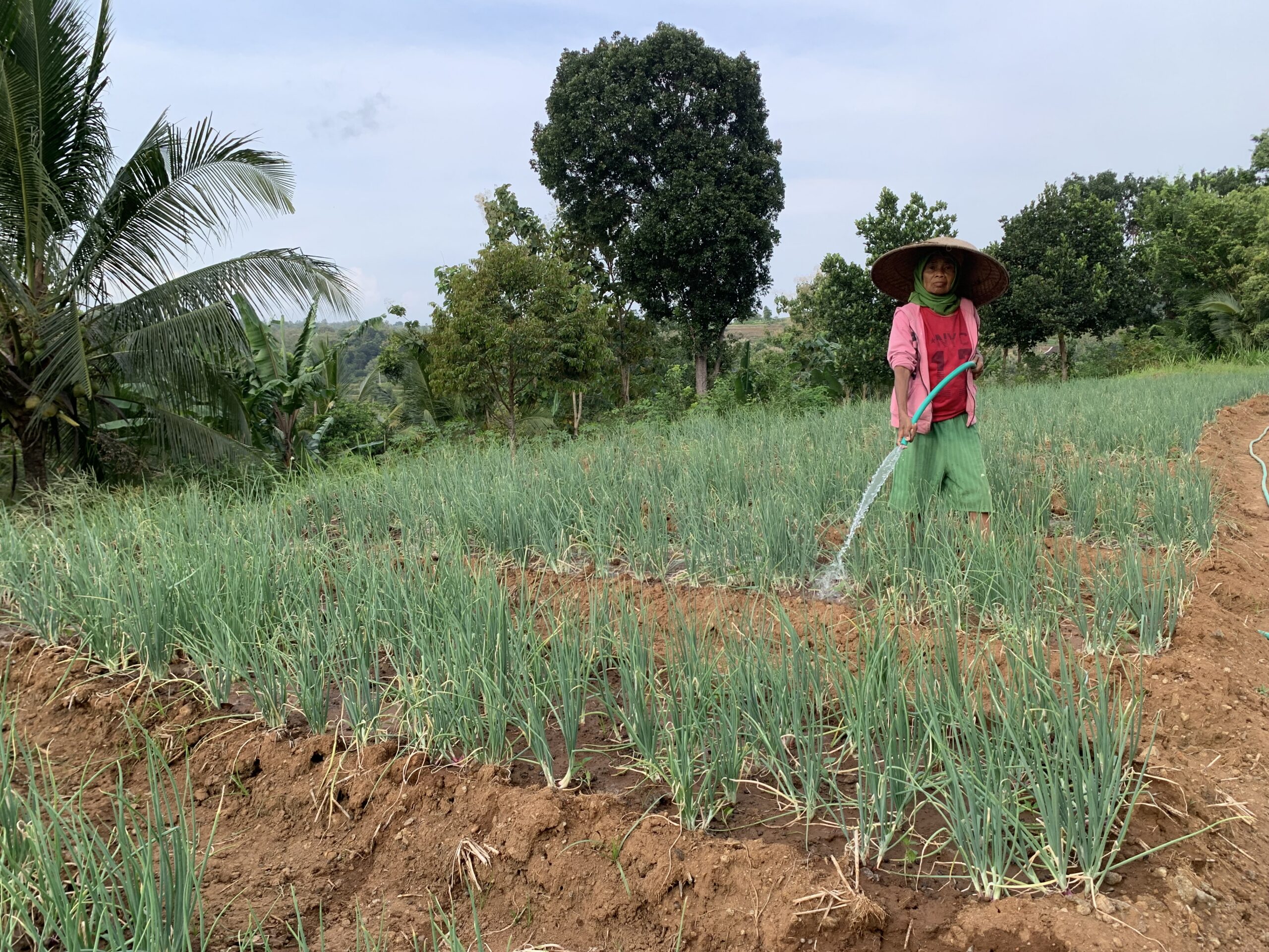 Embung Hujan, Cara Petani Bantul Hadapi Kekeringan
