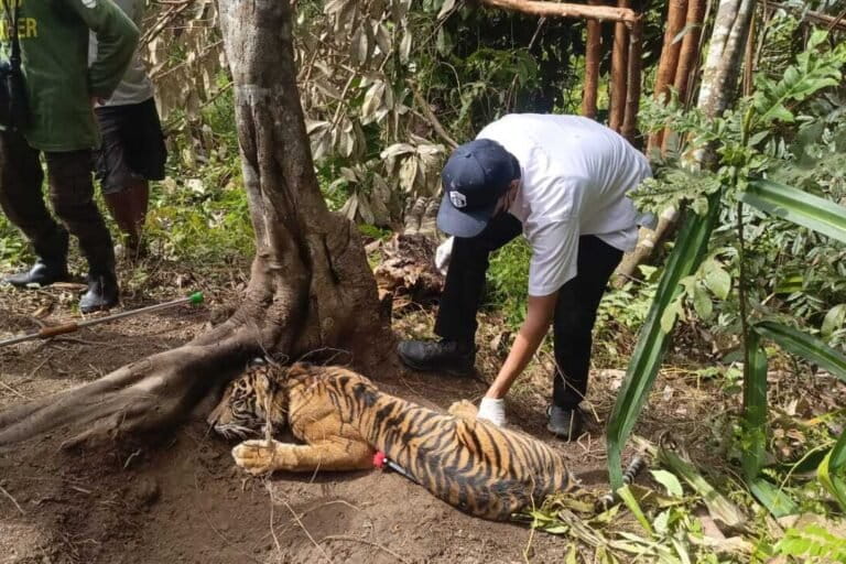 Jerat Babi Kembali Lukai Harimau di Pasaman