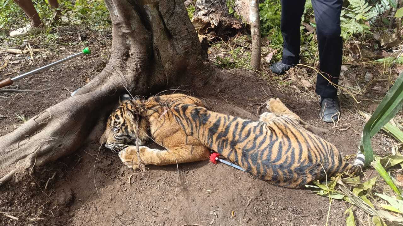 Jerat Babi Kembali Menjerat Harimau Sumatera di Pasaman, BKSDA Imbau Warga Waspada