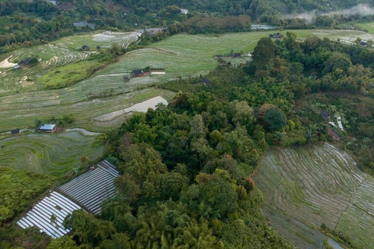 Menjaga Semantung untuk Kelestarian Siamang di Bukit Lumut Balai