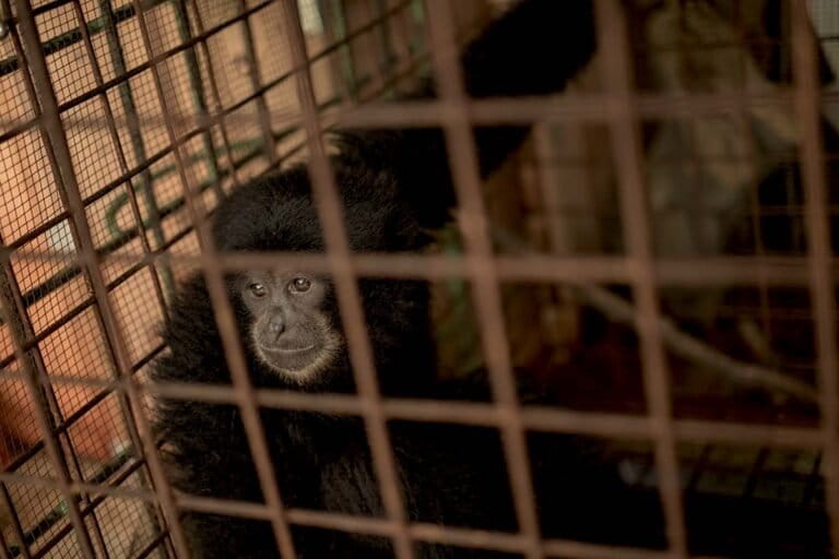 Menjaga Semantung untuk Kelestarian Siamang di Bukit Lumut Balai