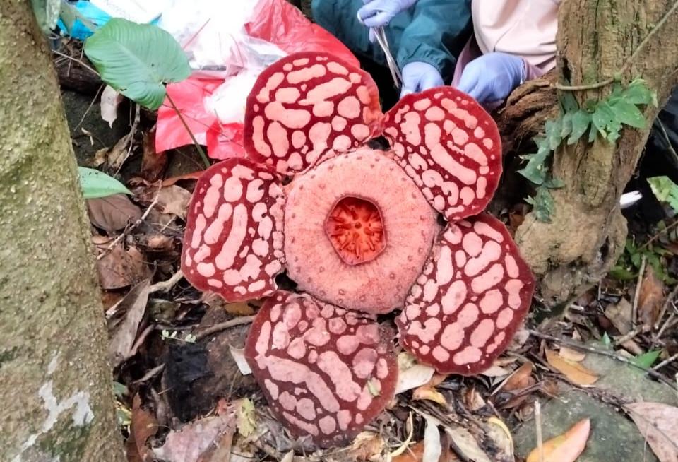 Puluhan Raflesia Bermekaran di Kepulauan Anambas