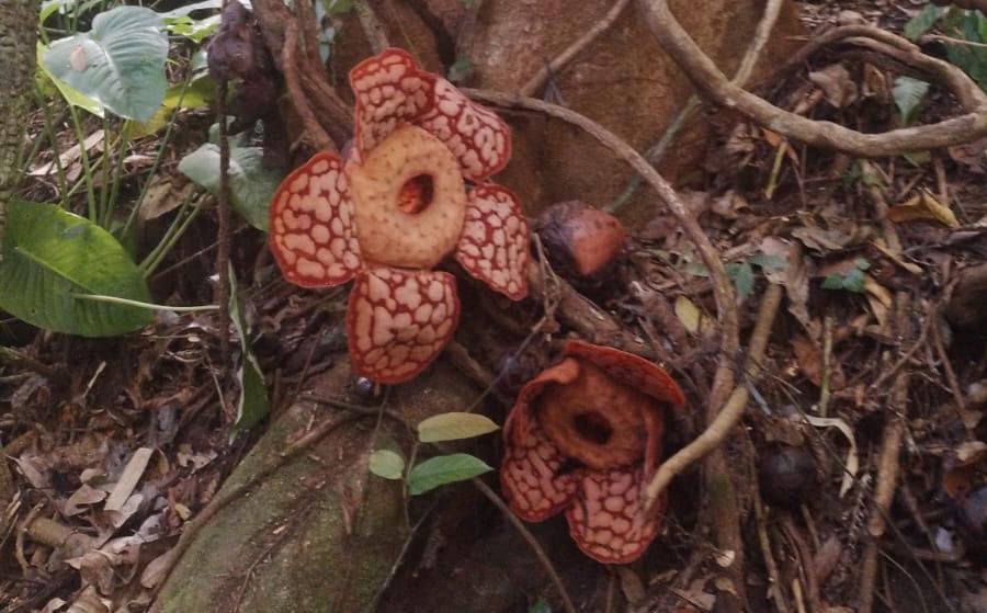 Puluhan Raflesia Bermekaran di Kepulauan Anambas