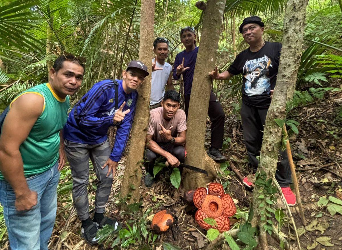 Puluhan Raflesia Bermekaran di Kepulauan Anambas