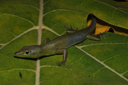 Prasinohaema virens. Foto: Eric N. Rittmeyer/ Inaturallist.org