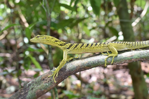 Biawak misool (Varanus reisingeri).Foto: Inaturallist.org/ rajaampatherpring/ CC BY-NC
