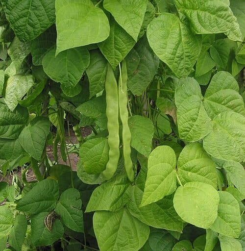 Digerogoti Ulat, Tanaman Kacang Ini Memanggil Tawon untuk Menghabisi Sang Ulat