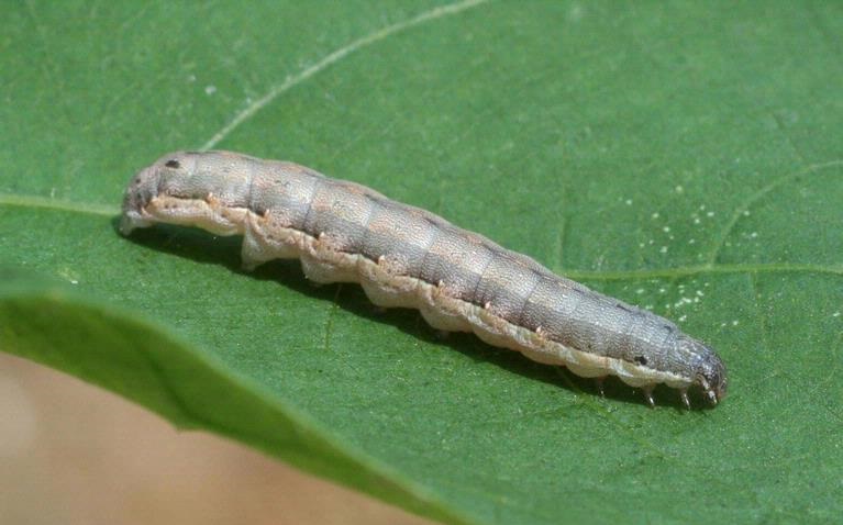 Digerogoti Ulat, Tanaman Kacang Ini Memanggil Tawon untuk Menghabisi Sang Ulat